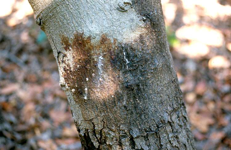 Phytophthora citricola, Carpenteria